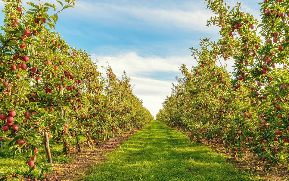 أفضل مزارع التفاح في شيكاغو الجزء الثاني